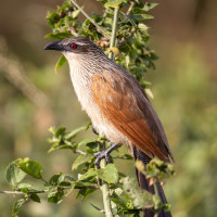 White-browed Coucal